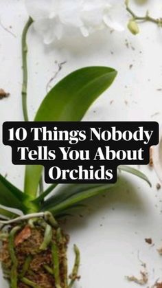 a plant with the words 10 things nobody tells you about orchids in front of it