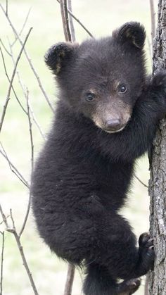 a black bear cub climbing up the side of a tree trunk with his paws on it's back