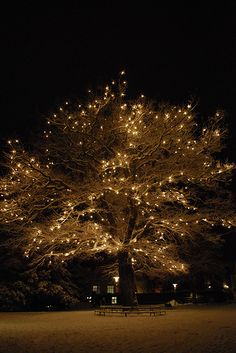 a large tree covered in lights at night