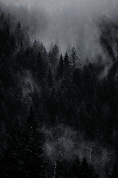 black and white photograph of trees in the foggy forest on a dark cloudy day