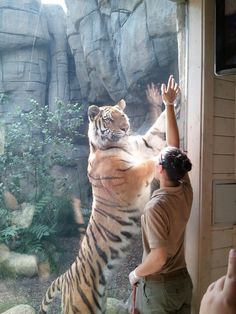 a woman reaching out to pet a tiger