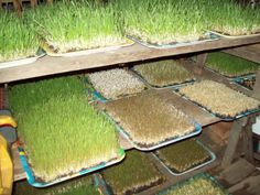 rows of trays filled with green grass on top of a wooden shelf in a room