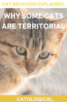 a close up of a cat with the caption, why some cats are territorial