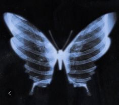 an x - ray image of a butterfly on a black background