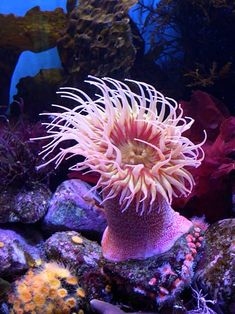 an orange and white sea anemone on rocks in front of some corals