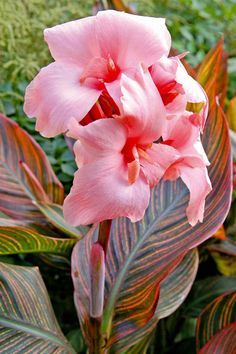 a pink flower with green leaves in the foreground and another plant in the background