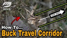 an image of a buck in the woods with text overlay that reads how to buck travel corridor