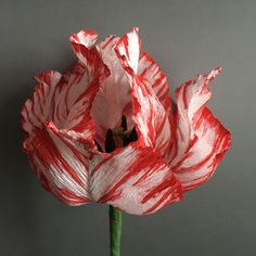 a red and white striped flower on a gray background