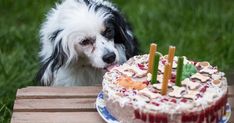 a dog looking at a birthday cake with candles in it on a wooden table outside