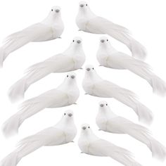 six white birds are standing in a row