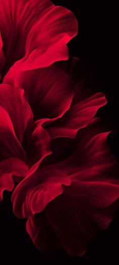 two red flowers on a black background