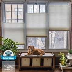 a brown dog laying on top of a wooden bench in front of a large window