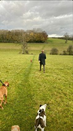 two dogs and a man walking in the grass with their backs turned to the camera