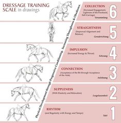 the horse's body is shown in three different stages, and it shows how to draw