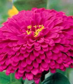 a bright pink flower with green leaves in the foreground and yellow flowers in the background