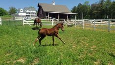 two horses running in the grass near a barn and fenced in area with trees