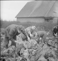 three men picking lettuce in an old black and white photo