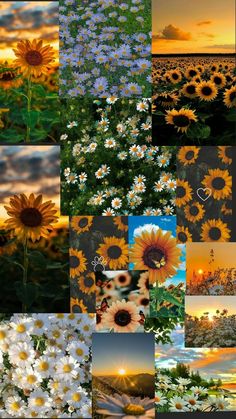 the sunflowers and other flowers are all in this collage with different colors