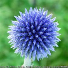 a blue flower with green leaves in the background