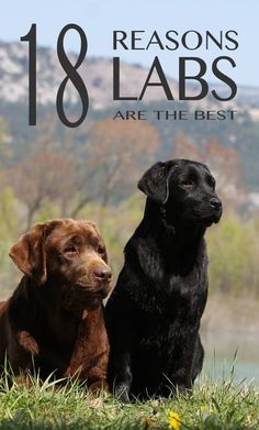 Labrador Training, Labrador Retriever Facts, Labrador Retriever Training, Labrador Yellow, Popular Dog Breeds