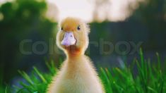 a yellow duck standing in the grass with its head turned to the side and it's beak open