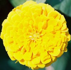 a yellow flower with green leaves in the background