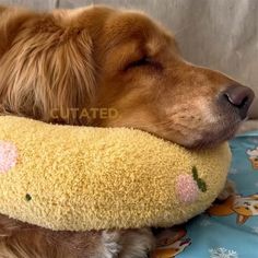 a dog is sleeping with its head on a stuffed animal pillow that looks like a hotdog