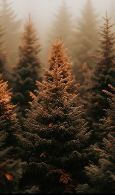 Winter Solstice Aesthetic, Bohemian Winter, Camera Tips, Background Wallpapers, Camera Hacks, Phone Wallpaper Images, Photography Camera, Winter Solstice, Winter Aesthetic