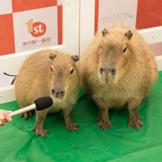 two brown and white capybaras sitting next to each other on green cloth