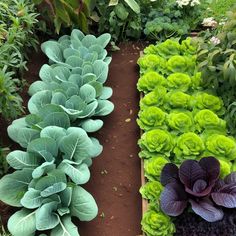 several different types of plants growing in a garden area, including lettuce and broccoli