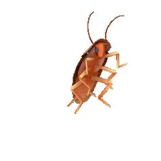 an image of a cockroach on a white background