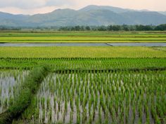 rice fields with mountains in the background and green grass growing on each side that is bordered by water