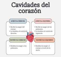 a diagram with the words in spanish and an image of a human heart on it