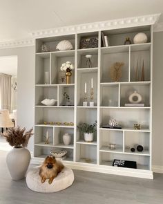 a dog is sitting on a pillow in front of a bookcase filled with vases