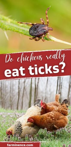 chickens and bugs eating grass with the words do chickens really eat ticks?