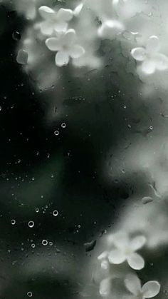 rain drops on the window with white flowers