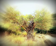 an old tree in the middle of nowhere