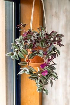 a potted plant hanging from a window sill with purple flowers in the center