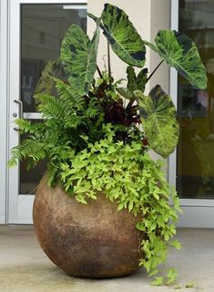 a large potted plant sitting on top of a cement floor next to a door