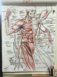 a drawing of the human body with muscles and tendors drawn in pencil on paper