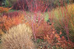 some very pretty colorful plants in the grass