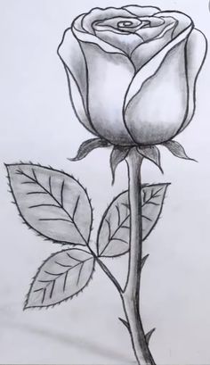 a drawing of a single rose with leaves