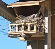 a bird is sitting in its nest on the outside of a house's roof