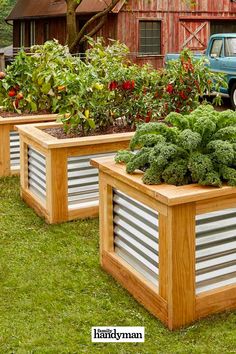 three wooden planters with vegetables in them on the grass near an old blue truck