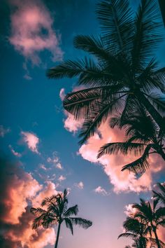 palm trees are silhouetted against the blue and pink sky with clouds in the background