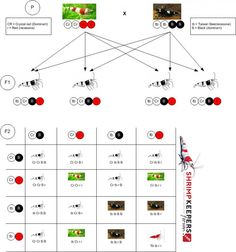 a diagram showing the different types of birds in each area, including one with red and black dots