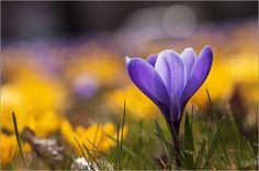 a single purple flower sitting in the middle of some grass