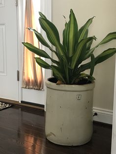 a potted plant sitting on top of a hard wood floor next to a door