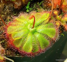 a green and red plant with lots of dirt on it