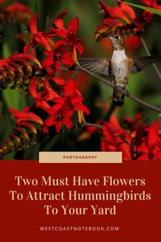 a hummingbird sitting on top of red flowers with the words two must have flowers to attract hummingbirds to your yard